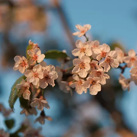 Borgo Dei Trulli Fanelli Villa Castellana Grotte
